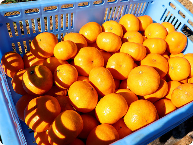 美味しく色づいたみかん