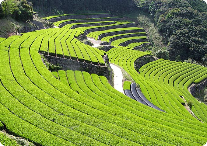 広大な茶畑