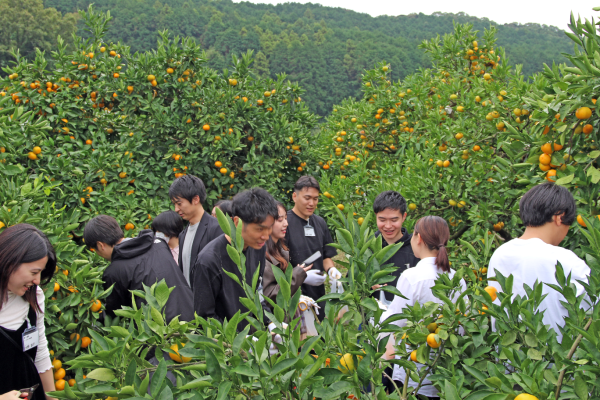 大草地区でみかん狩りをするようす